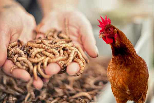 From food waste to chicken feed