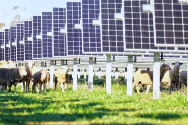 Renewables ride on the sheep’s back