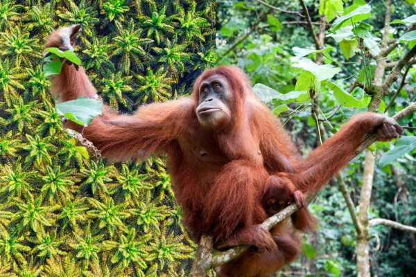 Orangutan in front of a palm plantation