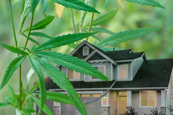 Hemp takes root in the home