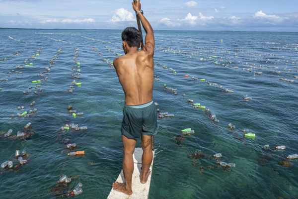 Seaweed startup on Earthshot shortlist