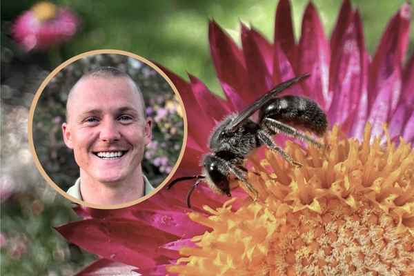 A safe haven for native bees