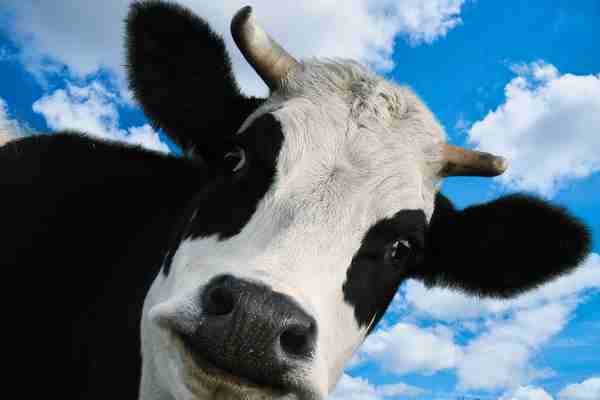 Cow-burp carbon in the crosshairs - Cool Green Tech